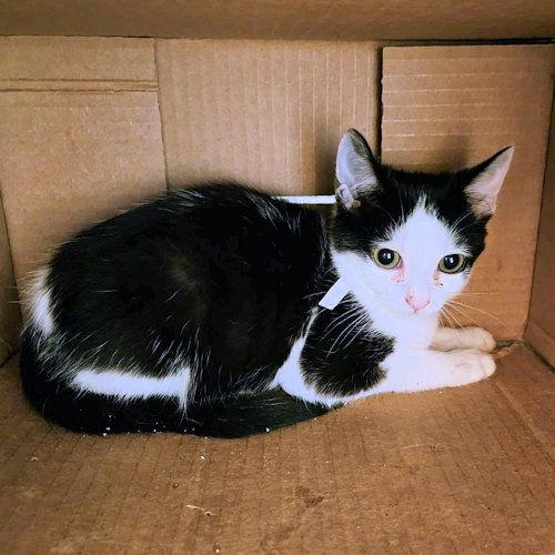 Sissy, a Adopted Domestic Short Hair in Rutherfordton, NC image 1/2