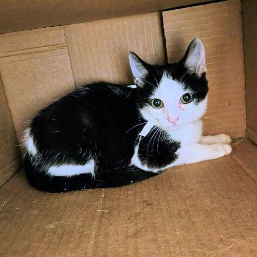 Sissy, a Adopted Domestic Short Hair in Rutherfordton, NC image 2/2