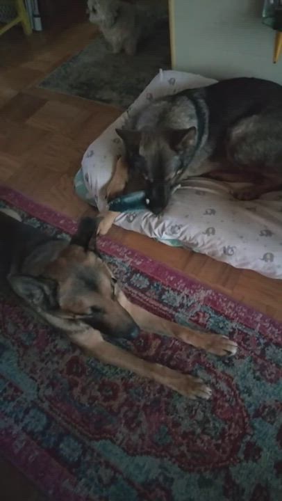 Enlarge Loki, a Adopted German Shepherd Dog in Ellensburg, WA video 1/6