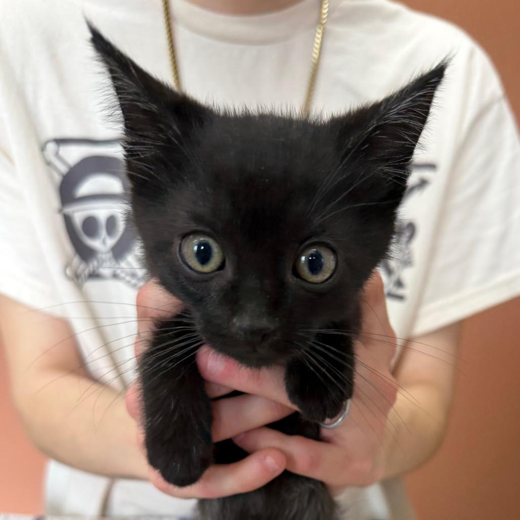 Molly, Adoptable, Kitten Female Domestic Short Hair.