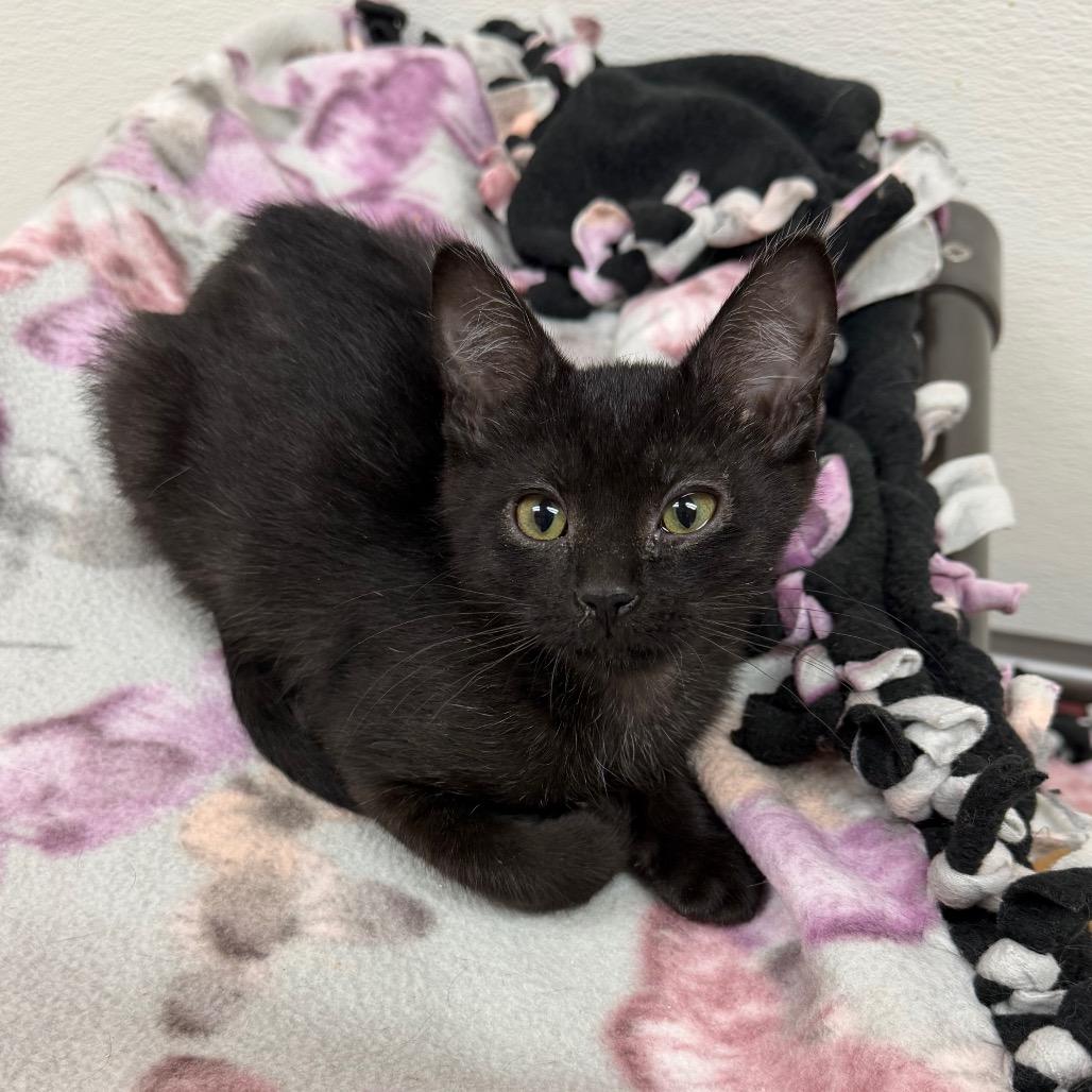 Molly, a Adoptable Domestic Short Hair in Detroit Lakes, MN image 2/2