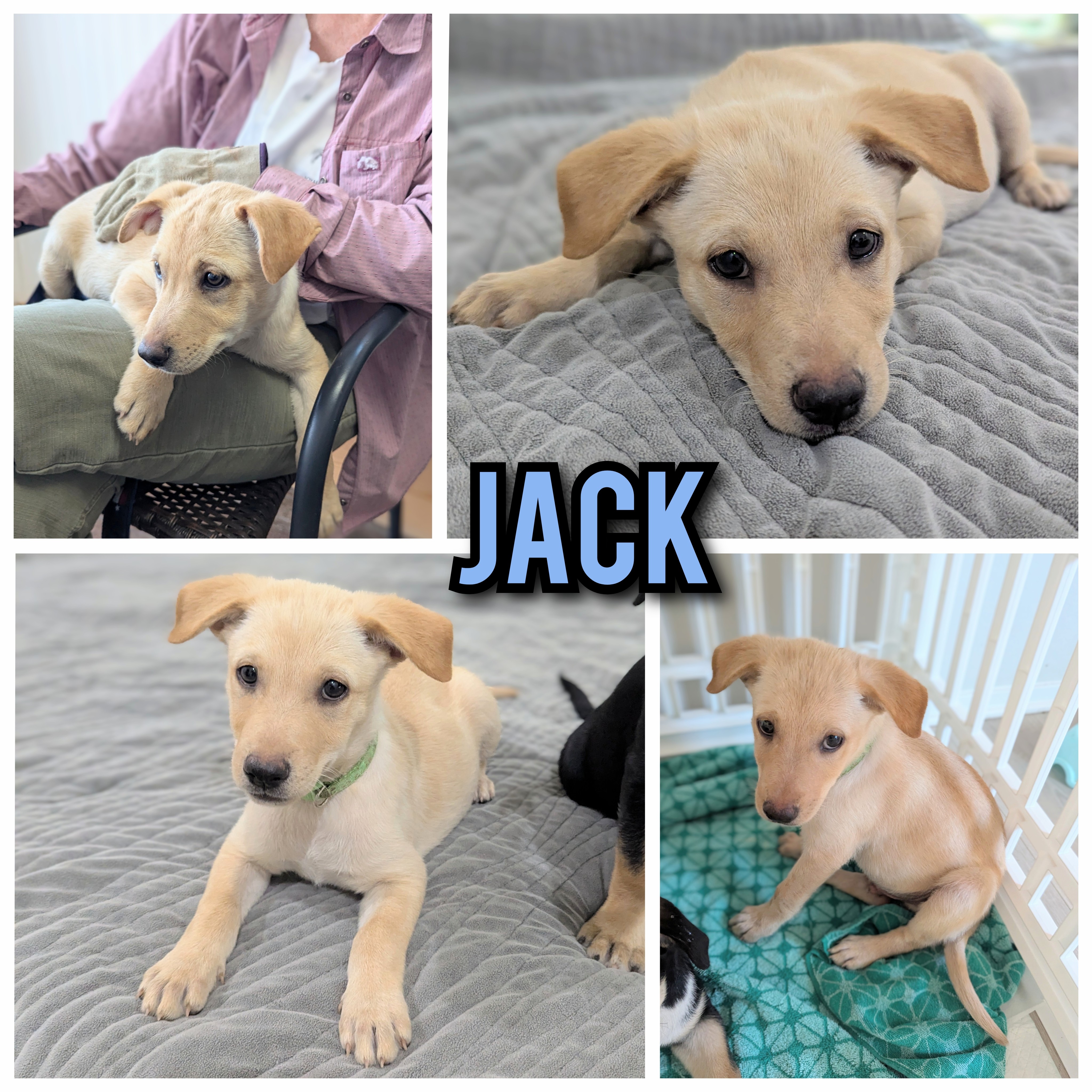 Dog for adoption Jack, a Yellow Labrador Retriever & German Shepherd