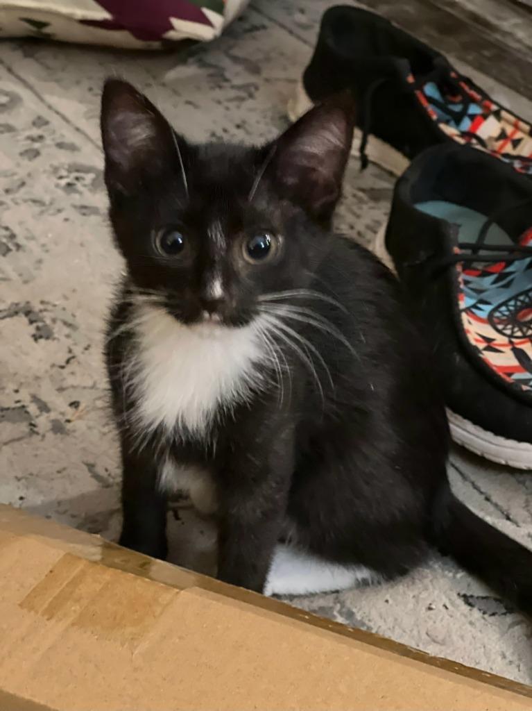 Bonnie, Adoptable, Kitten Female Domestic Short Hair.