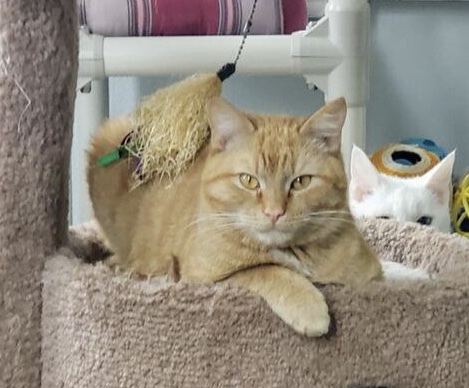 Taboo, a Adoptable Domestic Short Hair in Greensburg, PA image 1/4