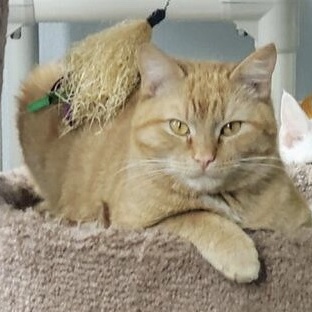 Enlarge Taboo, a Adoptable Domestic Short Hair in Greensburg, PA image 5/6