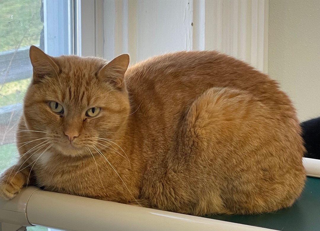 Taboo, a Adoptable Domestic Short Hair in Greensburg, PA image 2/4