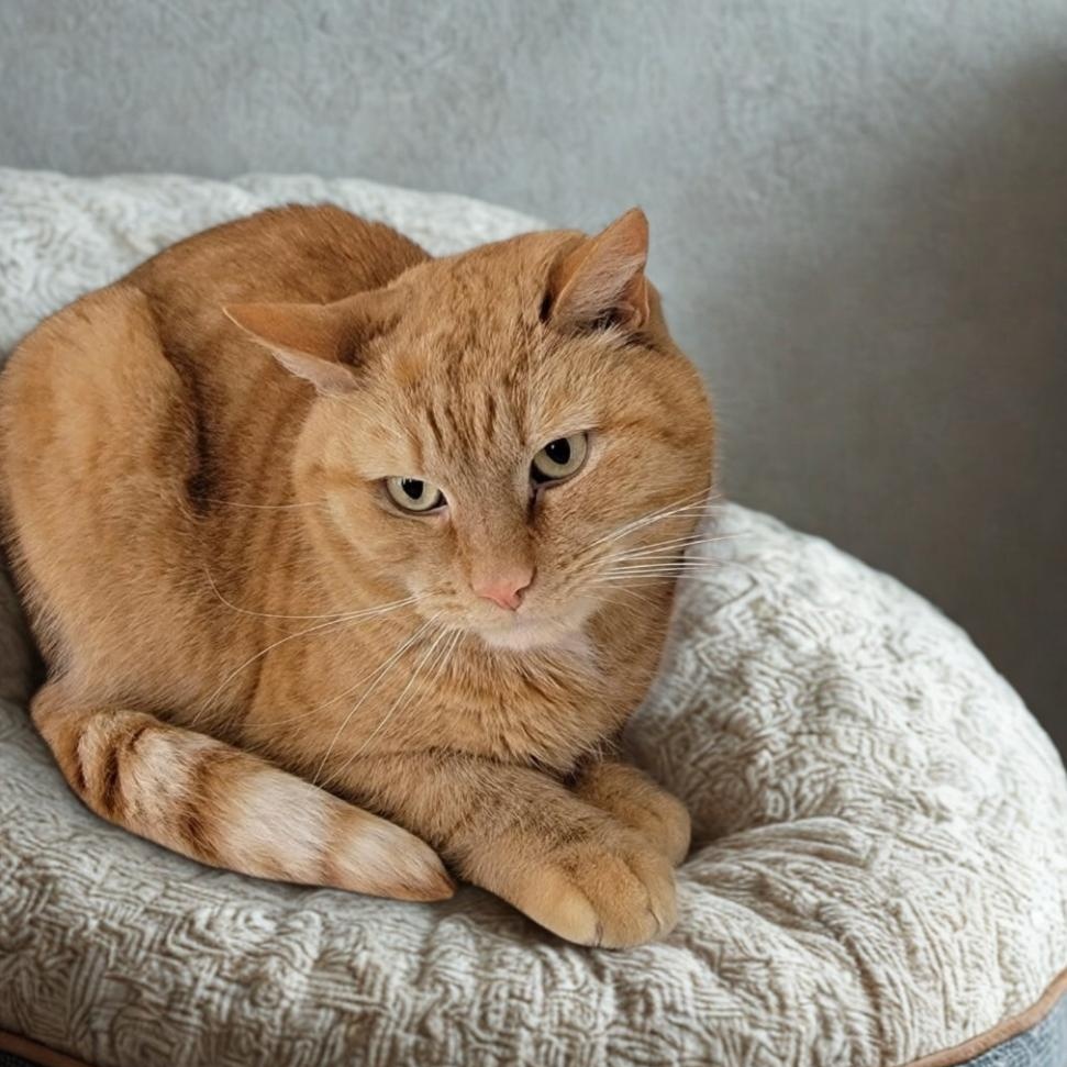 Enlarge Taboo, a Adoptable Domestic Short Hair in Greensburg, PA image 6/6