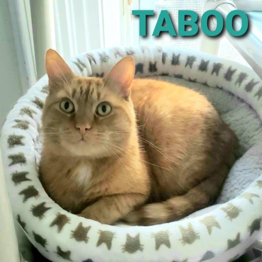 Enlarge Taboo, a Adoptable Domestic Short Hair in Greensburg, PA image 4/6