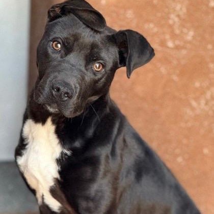 Floppy, an adoptable Black Labrador Retriever, Pit Bull Terrier in Thayne, WY, 83127 | Photo Image 2