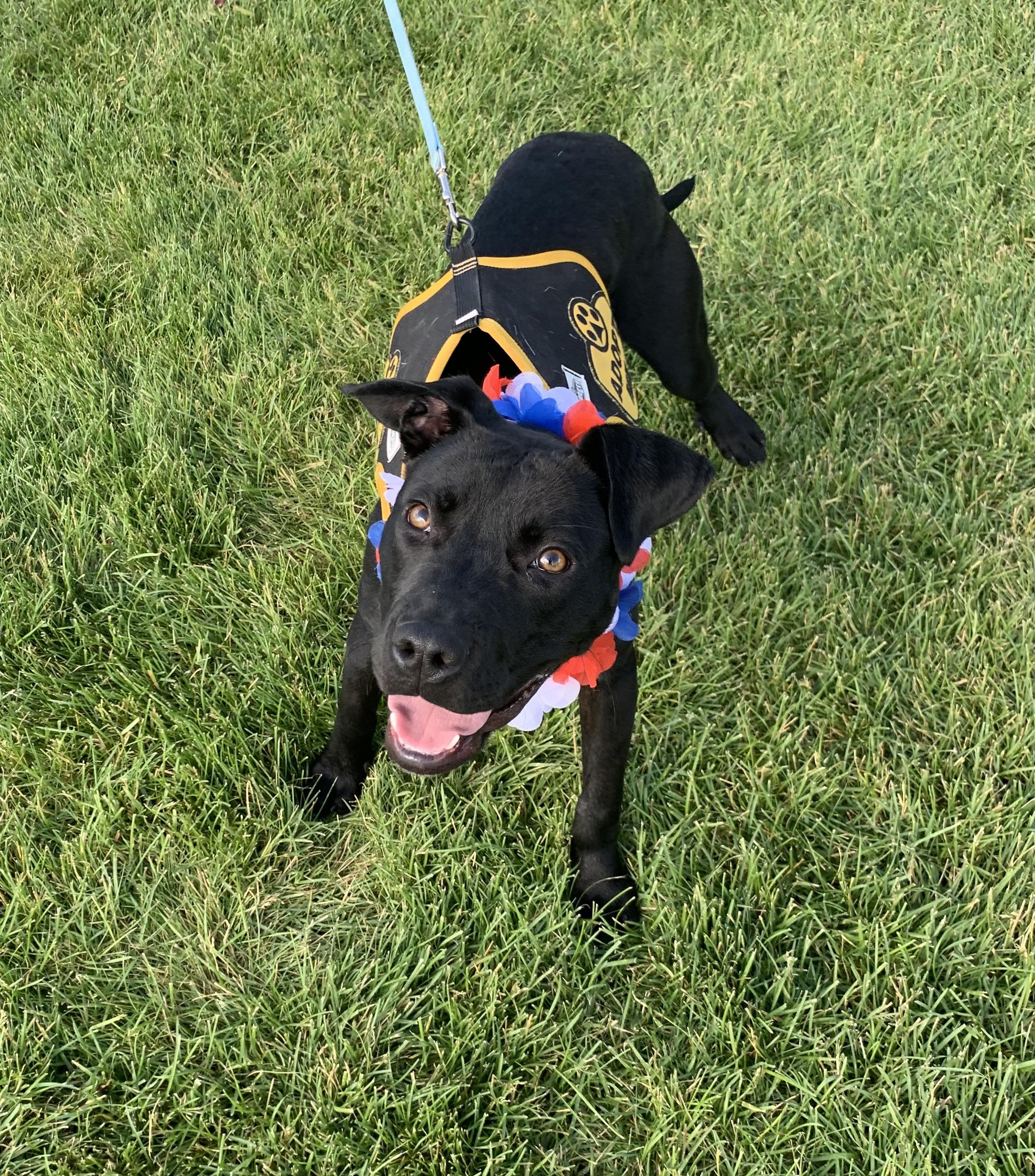 Floppy, an adoptable Black Labrador Retriever, Pit Bull Terrier in Thayne, WY, 83127 | Photo Image 1