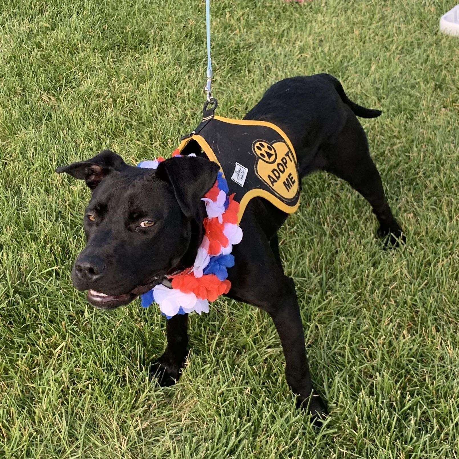 Floppy, an adoptable Black Labrador Retriever, Pit Bull Terrier in Thayne, WY, 83127 | Photo Image 3