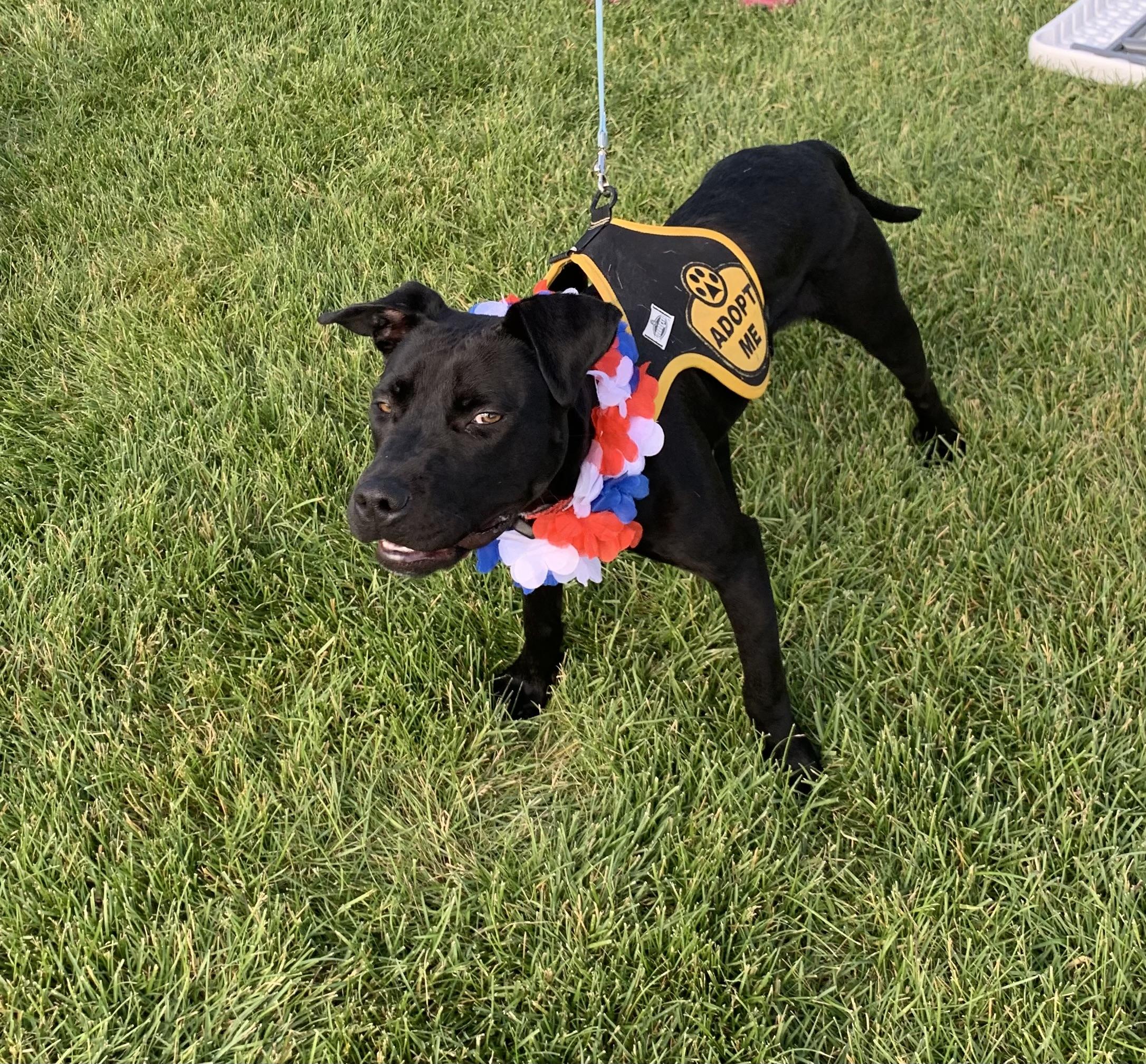 Floppy, an adoptable Black Labrador Retriever, Pit Bull Terrier in Thayne, WY, 83127 | Photo Image 3