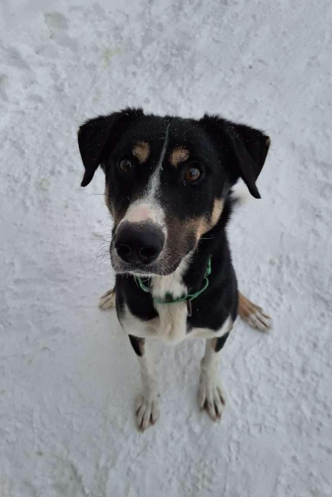 Enlarge LULCE, a ADOPTABLE mixed breed in Ironwood, MI image 1/3