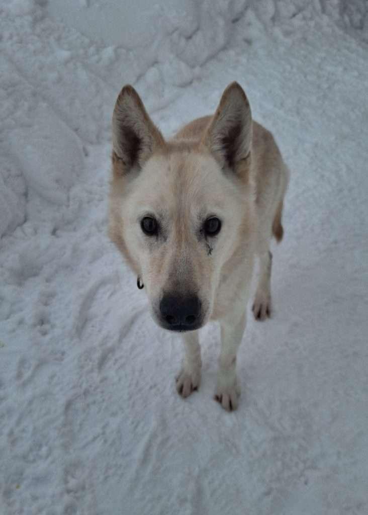 LULCE, ADOPTABLE, Senior Male Husky.