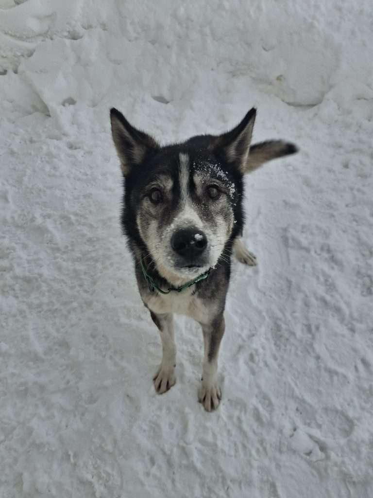 Enlarge LULCE, a ADOPTABLE mixed breed in Ironwood, MI image 3/3