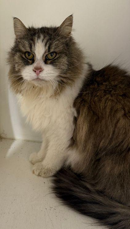 Enlarge Fluffy, a Adoptable Domestic Long Hair in Carneys Point, NJ image 1/1