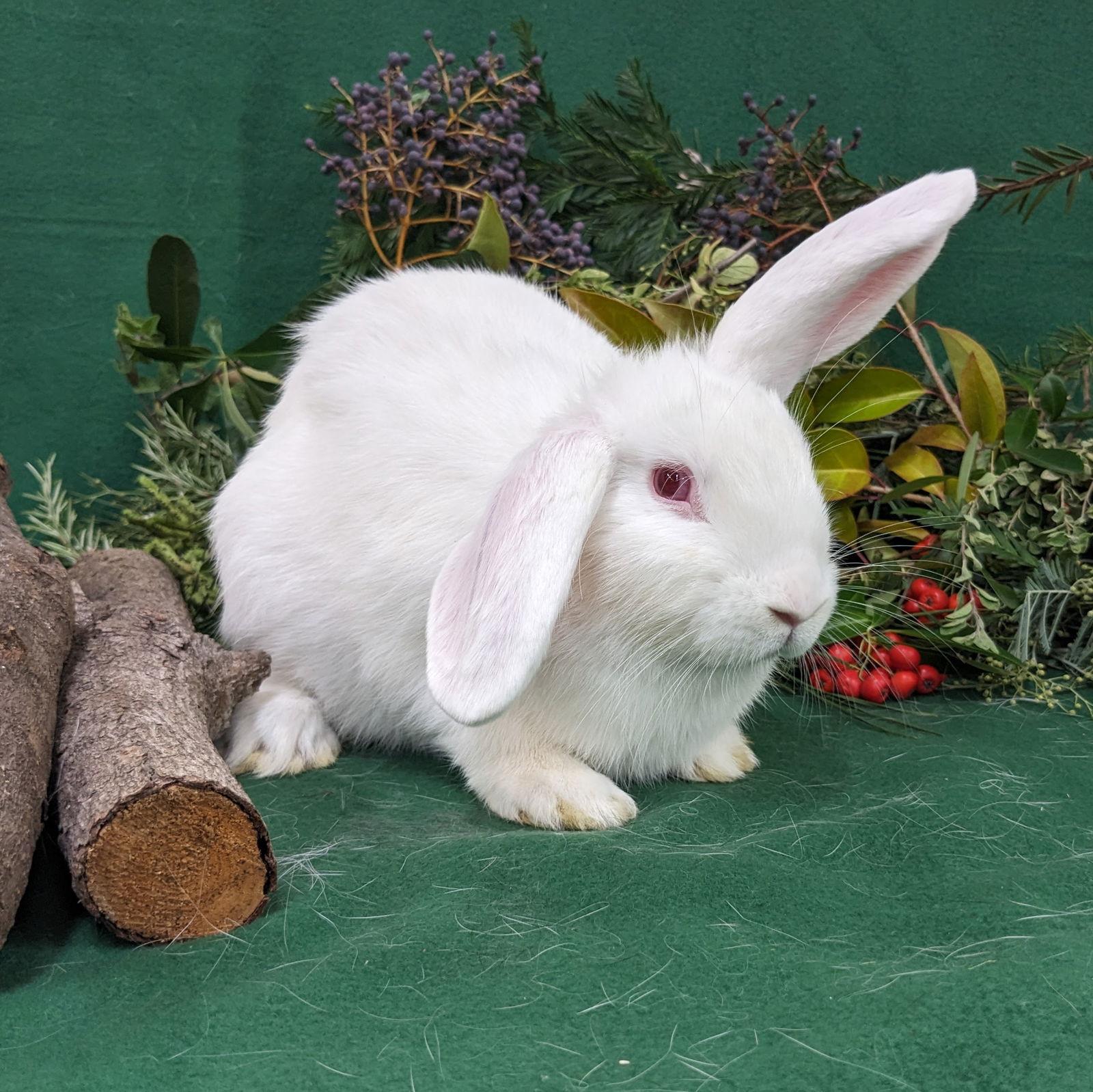 Alvin, Adoptable, Young Male American & Lop Eared.