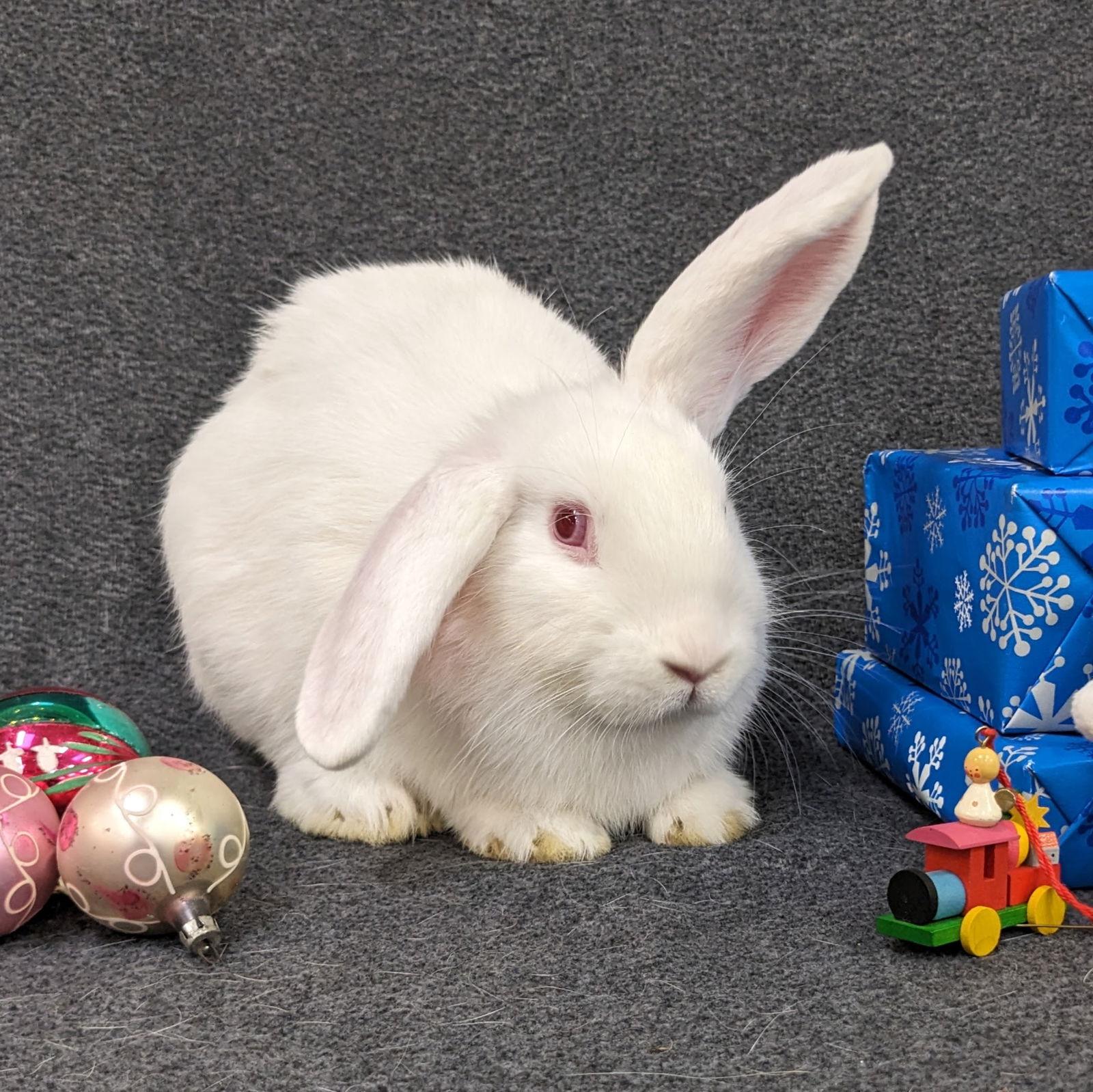 Alvin, a Adoptable mixed breed in Antioch, CA image 2/2