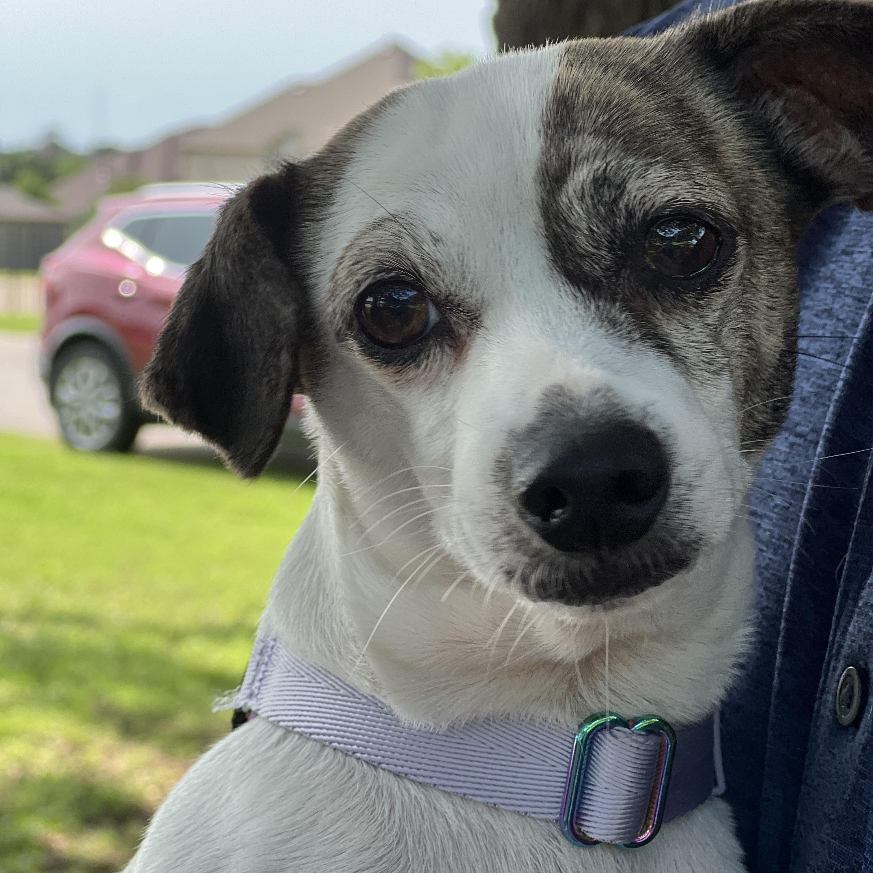 Daisy, an adopted mixed breed in Cross Roads, TX image 1/6