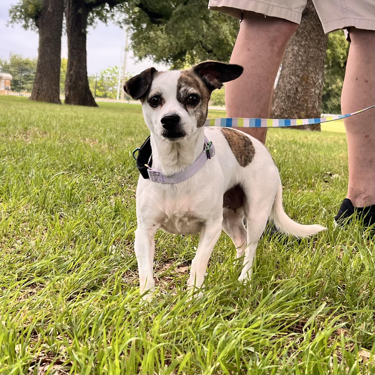 Daisy, an adopted mixed breed in Cross Roads, TX image 2/6