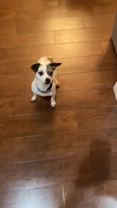 Enlarge Daisy, an adopted mixed breed in Cross Roads, TX video 6/6