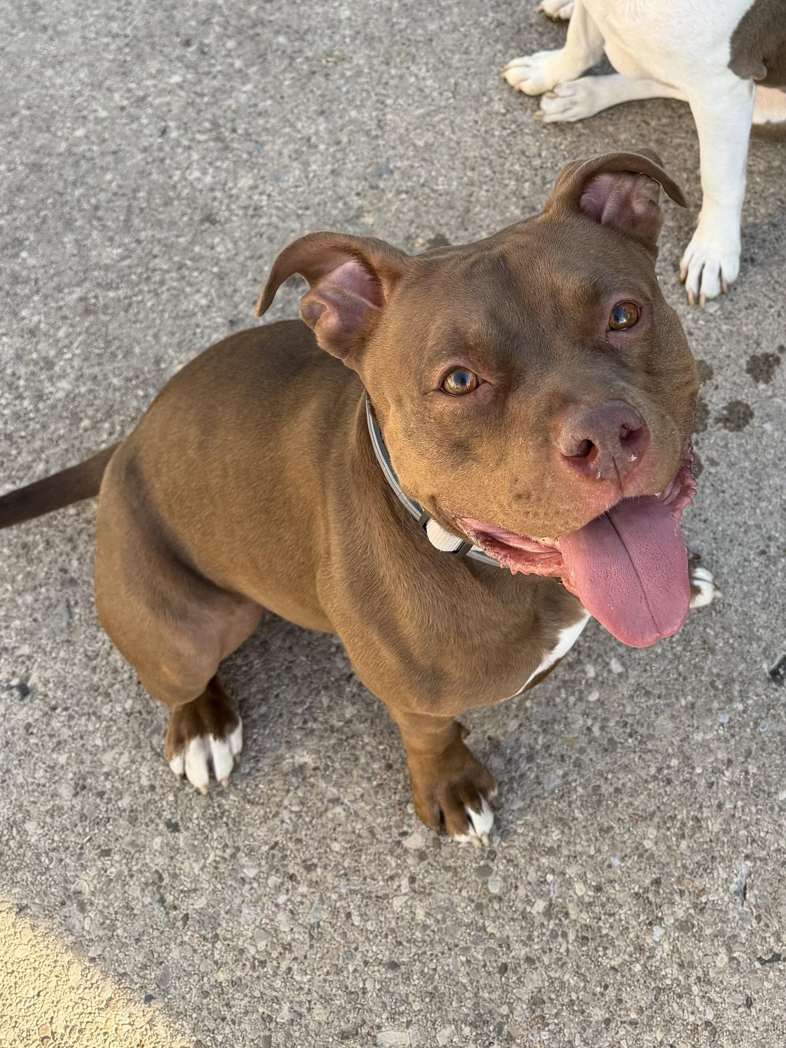 Ruby, a Adoptable Pit Bull Terrier in Lockport, NY image 1/3