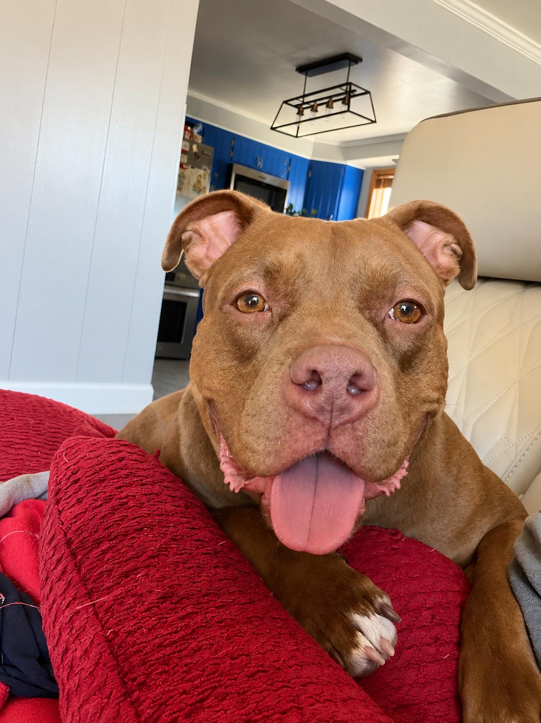 Ruby, a Adoptable Pit Bull Terrier in Lockport, NY image 3/3