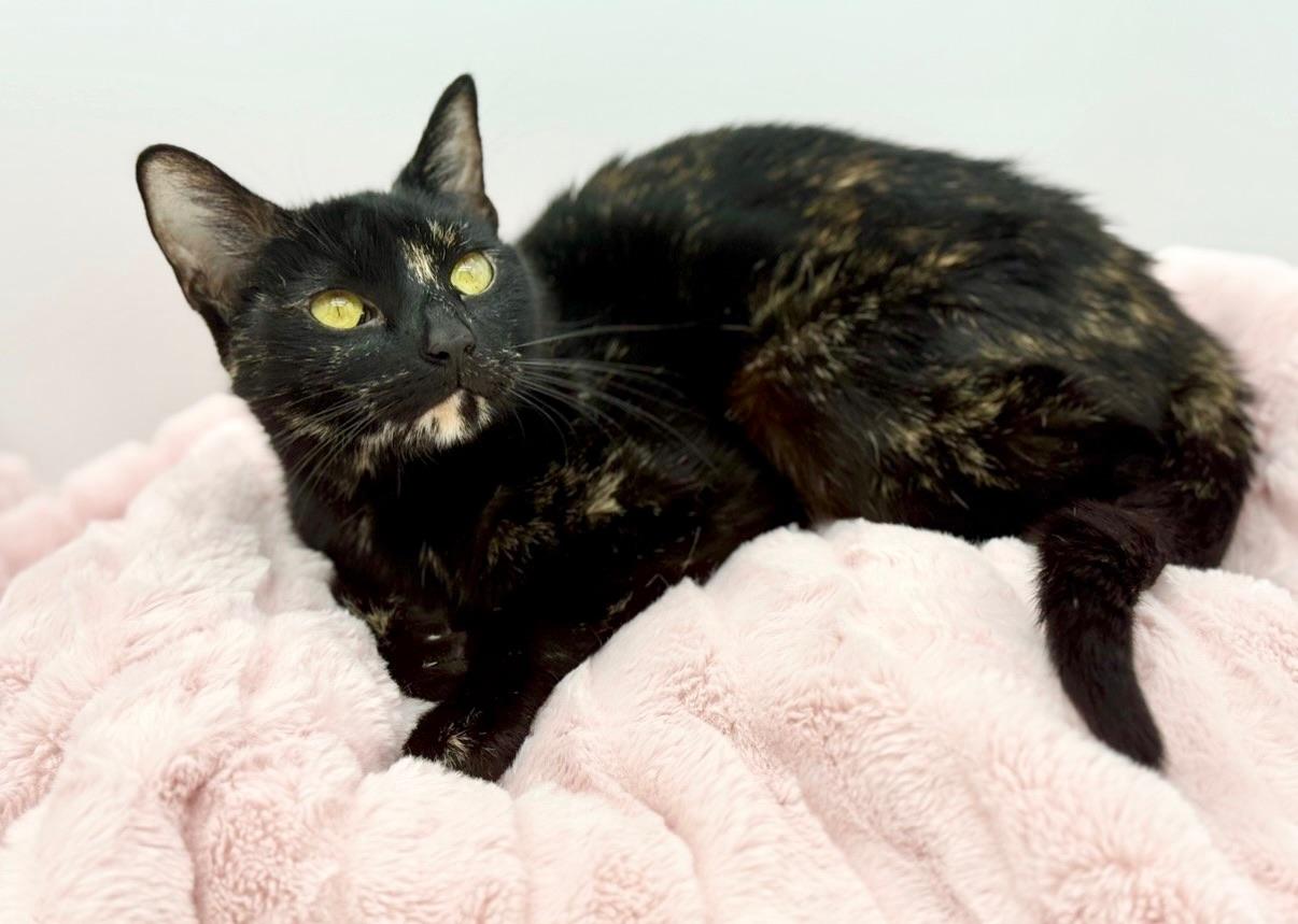Chansey, a Adoptable Tortoiseshell in Covington, LA image 4/6