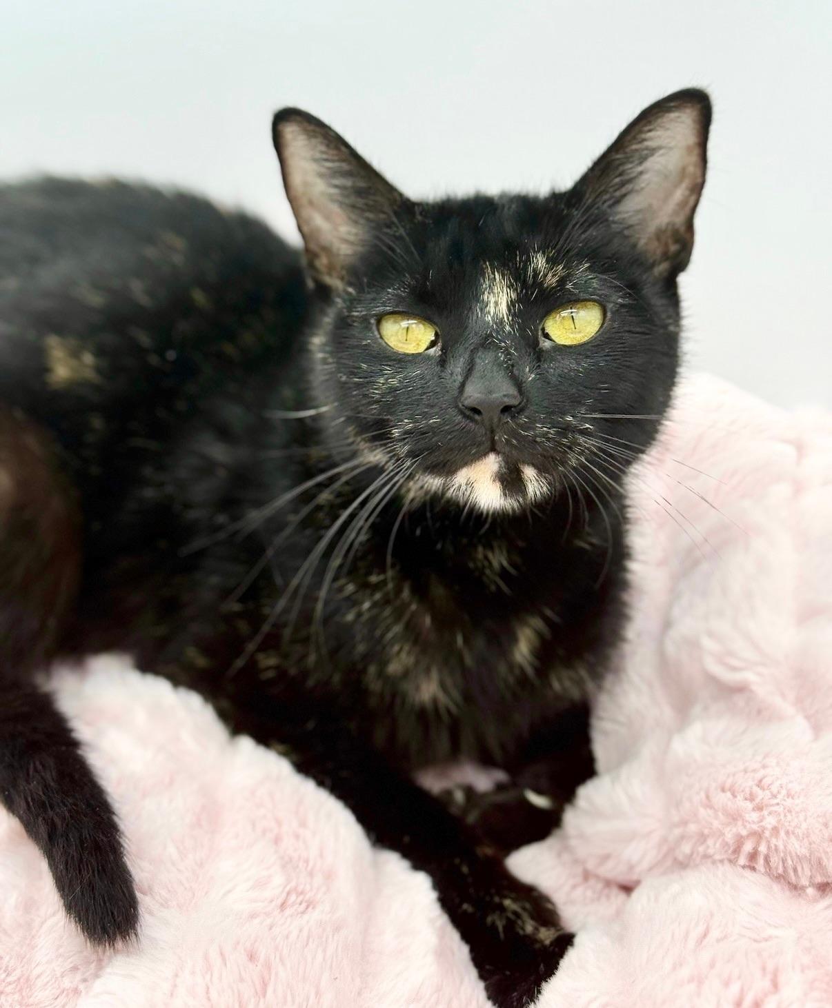 Chansey, a Adoptable Tortoiseshell in Covington, LA image 2/6