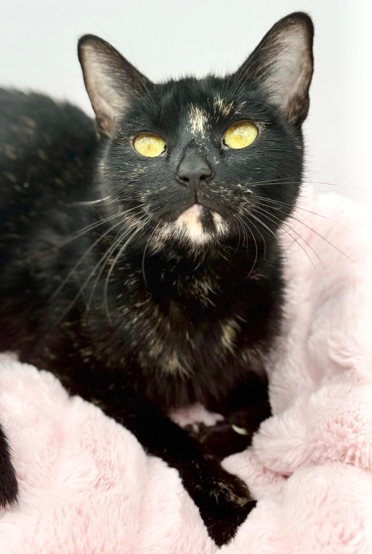 Chansey, a Adoptable Tortoiseshell in Covington, LA image 5/6