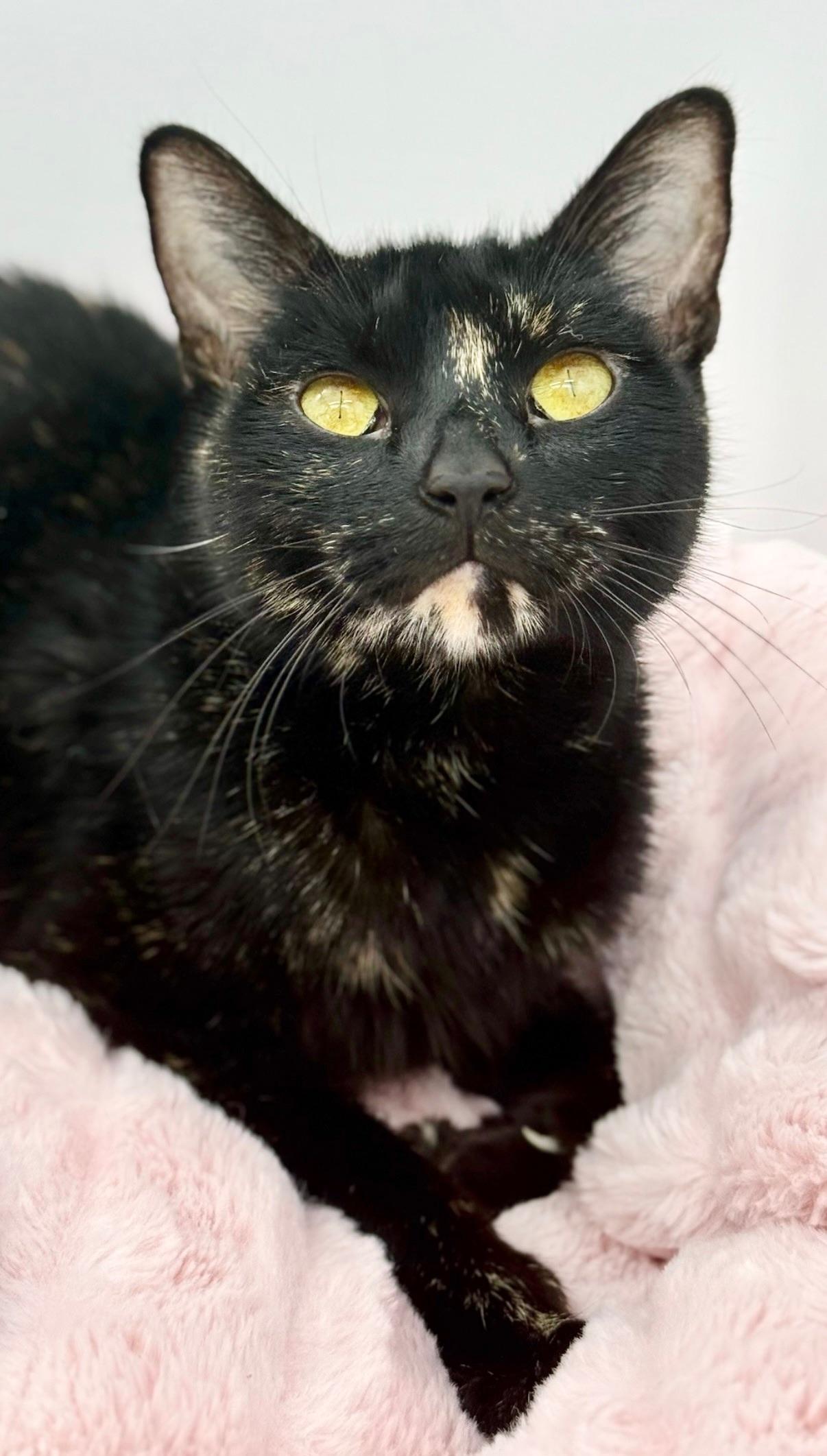 Chansey, a Adoptable Tortoiseshell in Covington, LA image 1/6