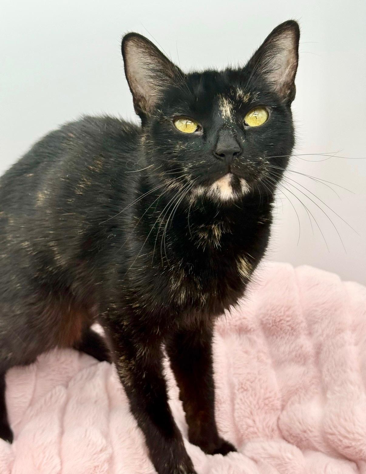Chansey, a Adoptable Tortoiseshell in Covington, LA image 6/6