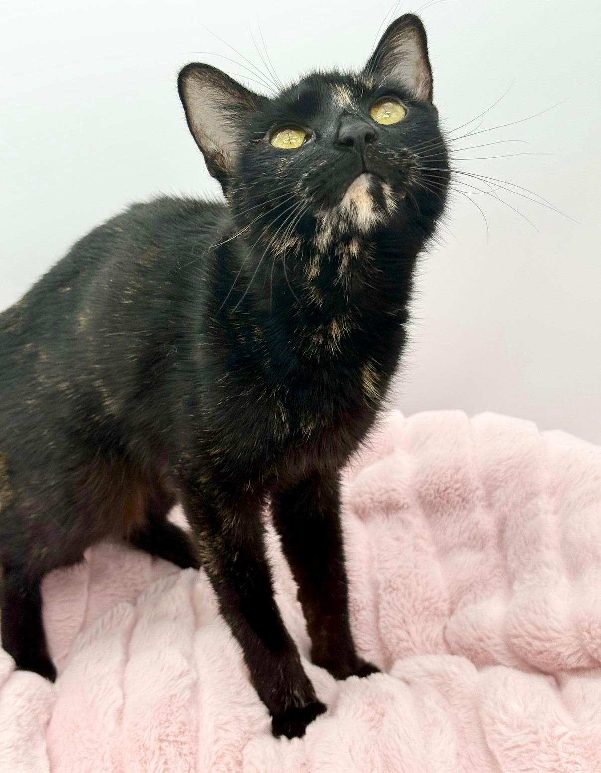 Chansey, a Adoptable Tortoiseshell in Covington, LA image 3/6