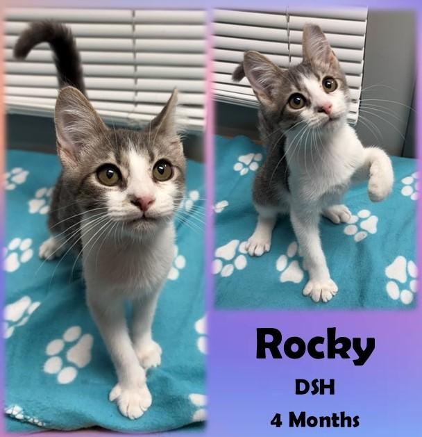 Rocky