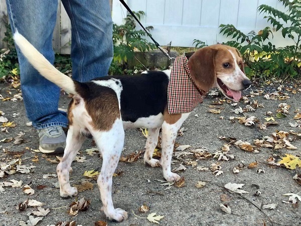 Marlow Hughes, a Adoptable Beagle in Waldorf, MD image 2/6