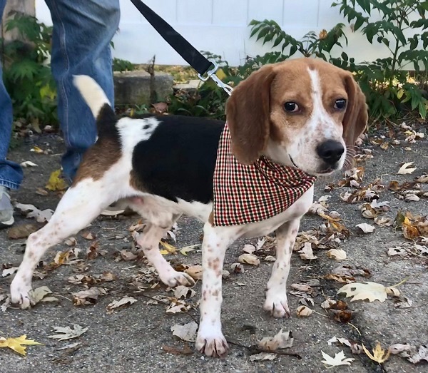 Marlow Hughes, a Adoptable Beagle in Waldorf, MD image 3/6