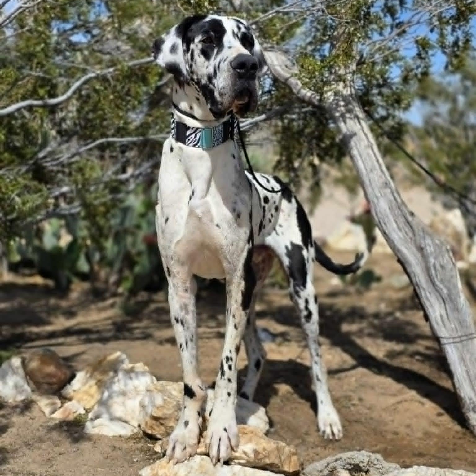Enlarge Reggie, an adopted Great Dane in Tehachapi, CA image 5/5