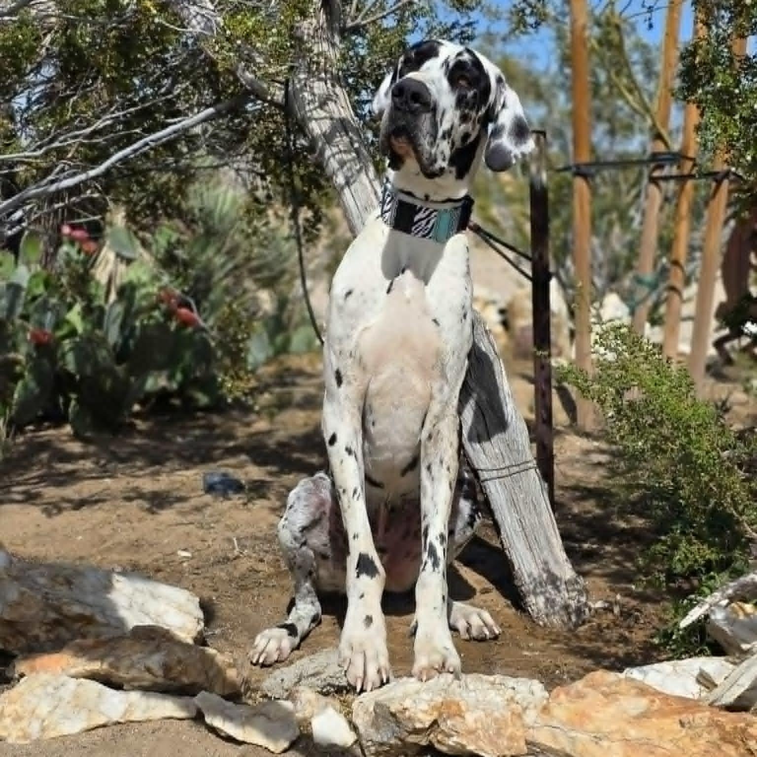 Enlarge Reggie, an adopted Great Dane in Tehachapi, CA image 3/5
