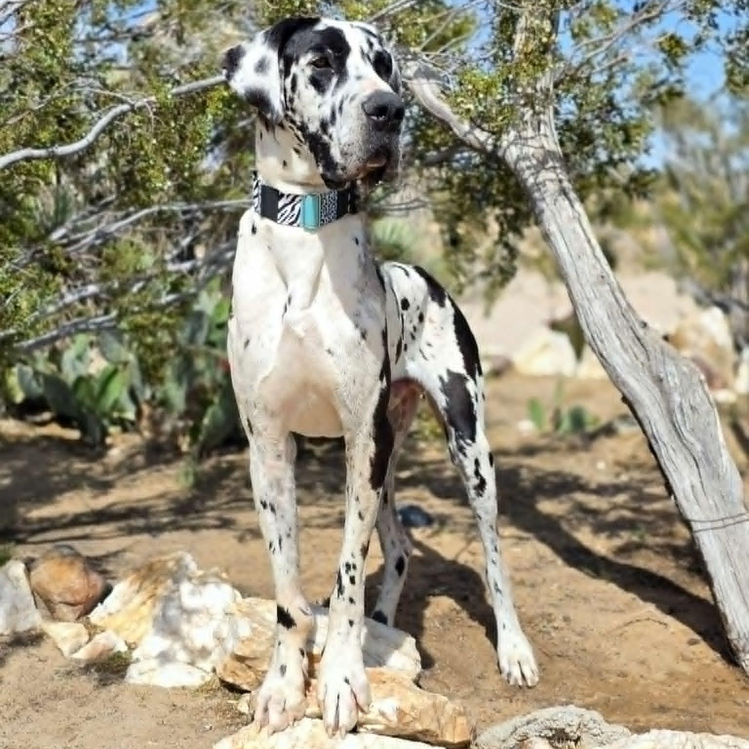 Reggie, adopted, Adult Male Great Dane.