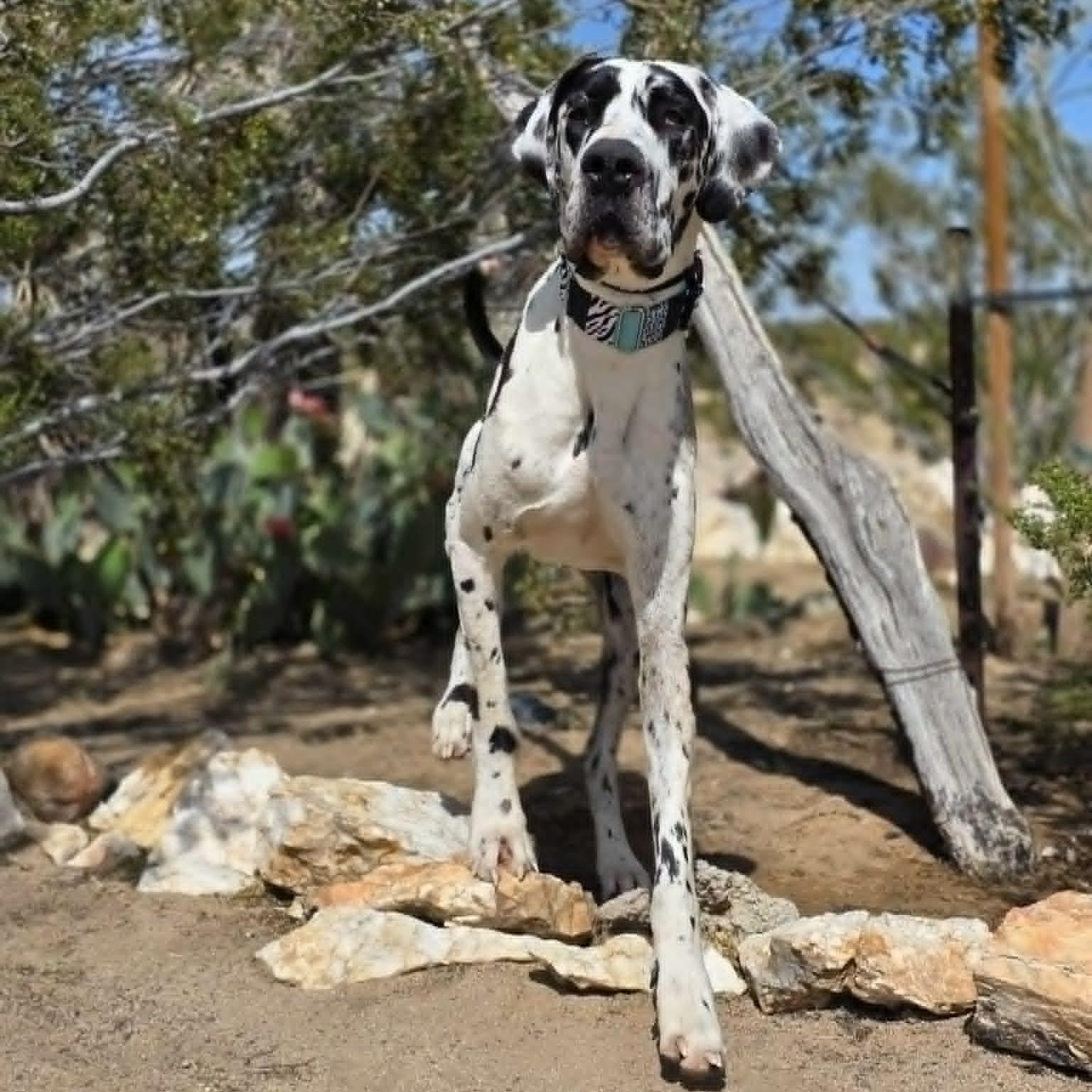 Enlarge Reggie, an adopted Great Dane in Tehachapi, CA image 4/5