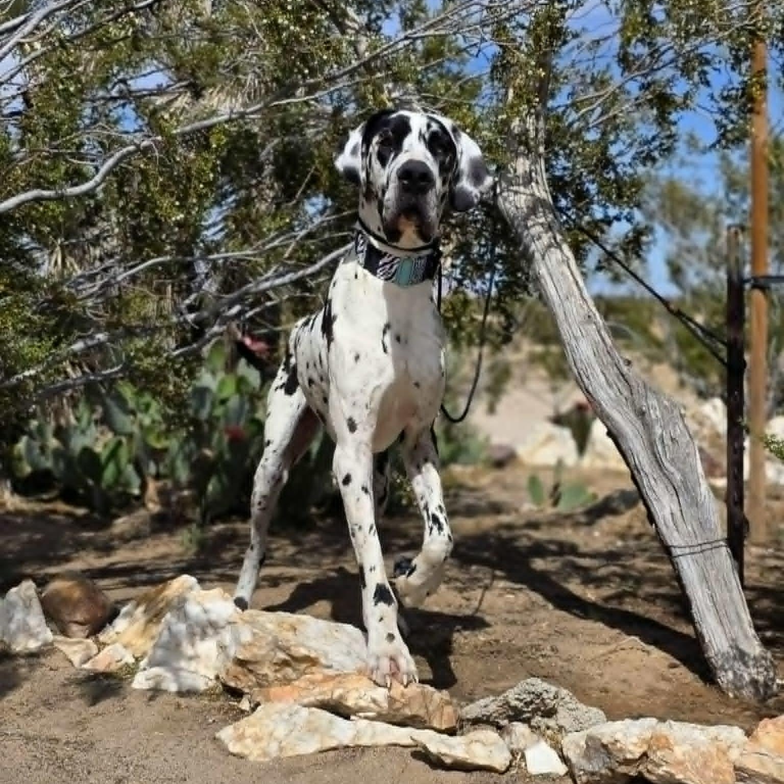 Enlarge Reggie, an adopted Great Dane in Tehachapi, CA image 2/5