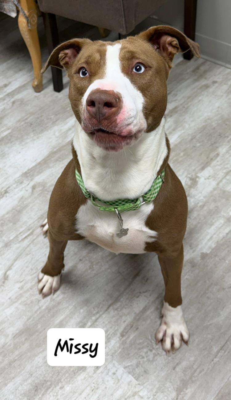 Enlarge Missy, a ADOPTABLE mixed breed in Urbana, OH image 1/1