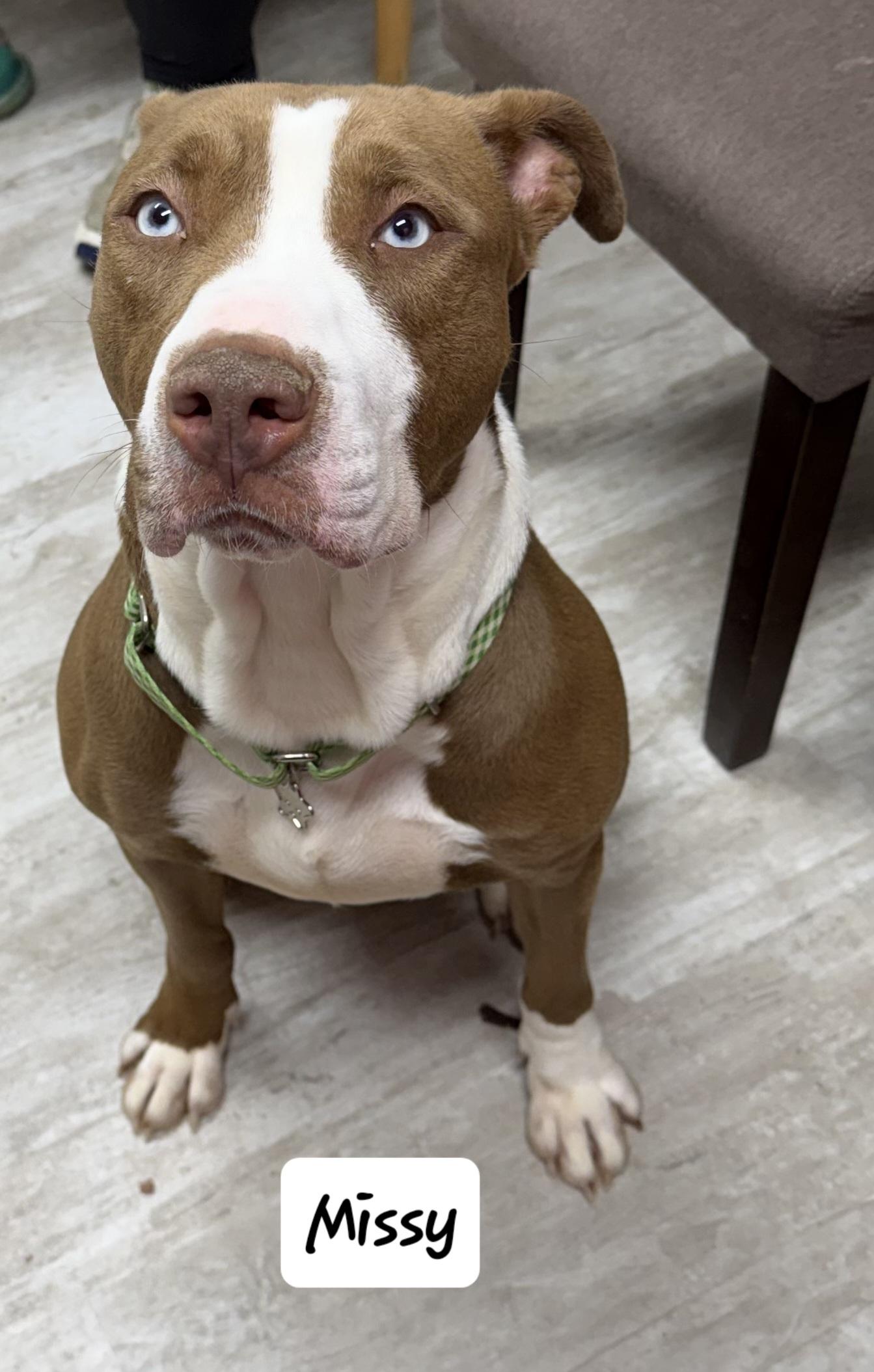 Enlarge Missy, a ADOPTABLE mixed breed in Urbana, OH image 2/2