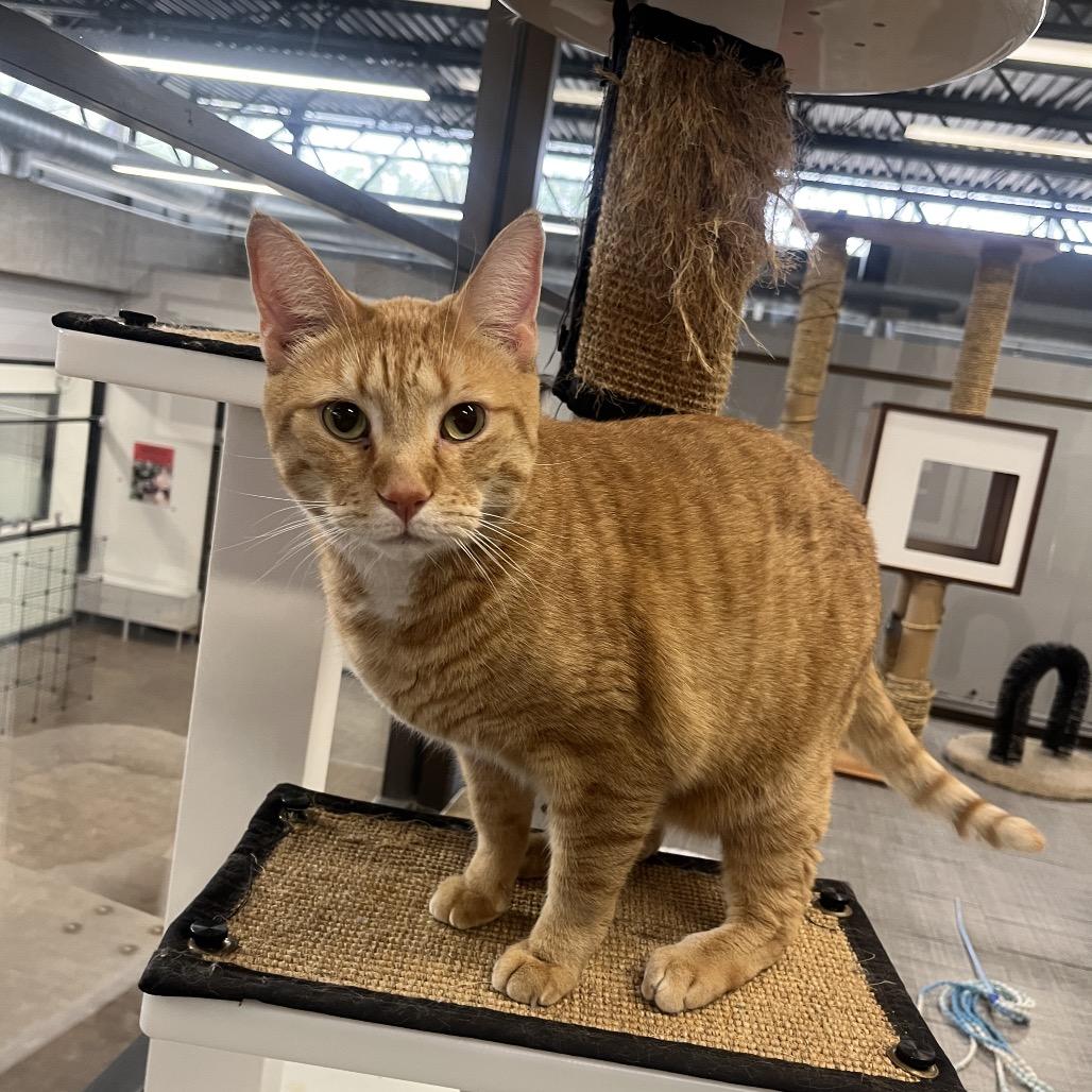 Pac-Man, Adoptable, Adult Male Domestic Short Hair.