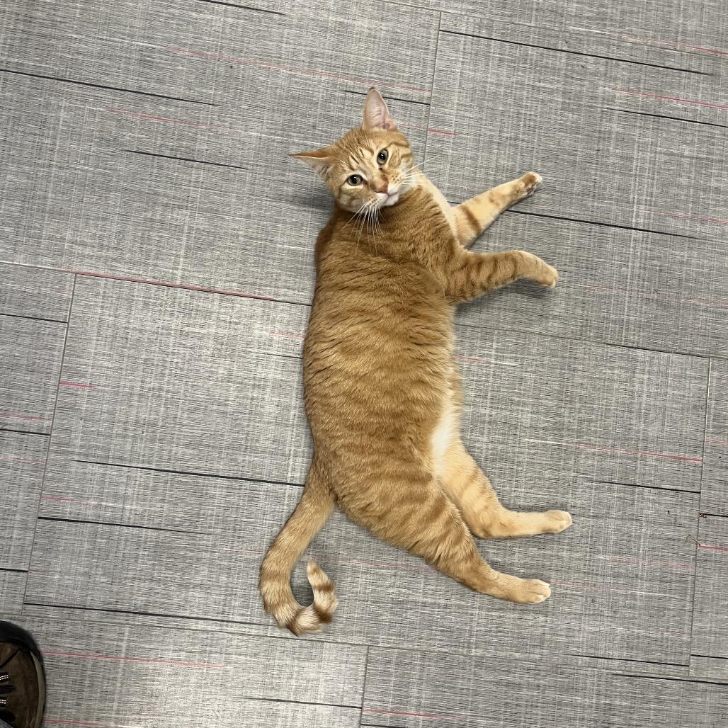 Enlarge Pac-Man, a Adoptable Domestic Short Hair in Hinsdale, IL image 2/2