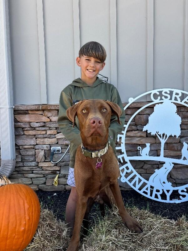 Oakley, Adoptable, Young Male Chocolate Labrador Retriever & Mixed Breed.