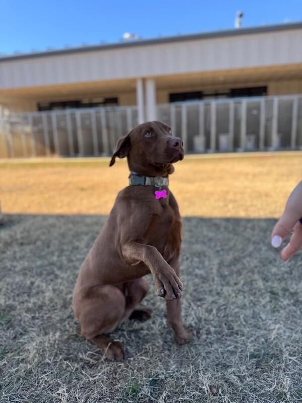 Enlarge Oakley, a Adoptable mixed breed in Berkeley Heights, NJ image 2/6
