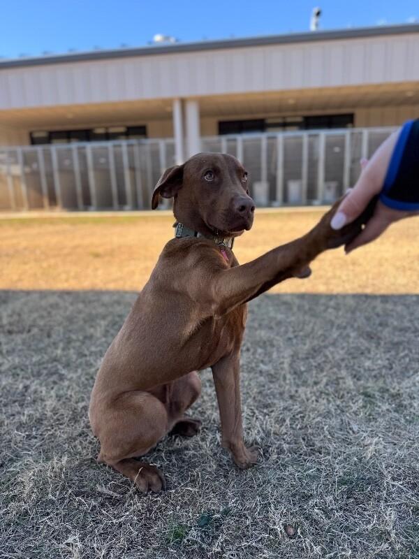 Enlarge Oakley, a Adoptable mixed breed in Berkeley Heights, NJ image 4/6
