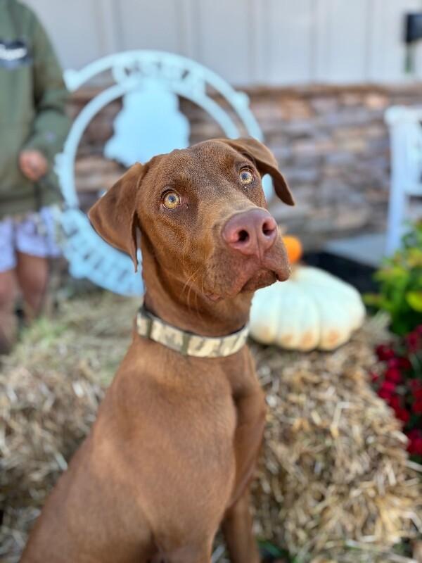 Enlarge Oakley, a Adoptable mixed breed in Berkeley Heights, NJ image 5/6