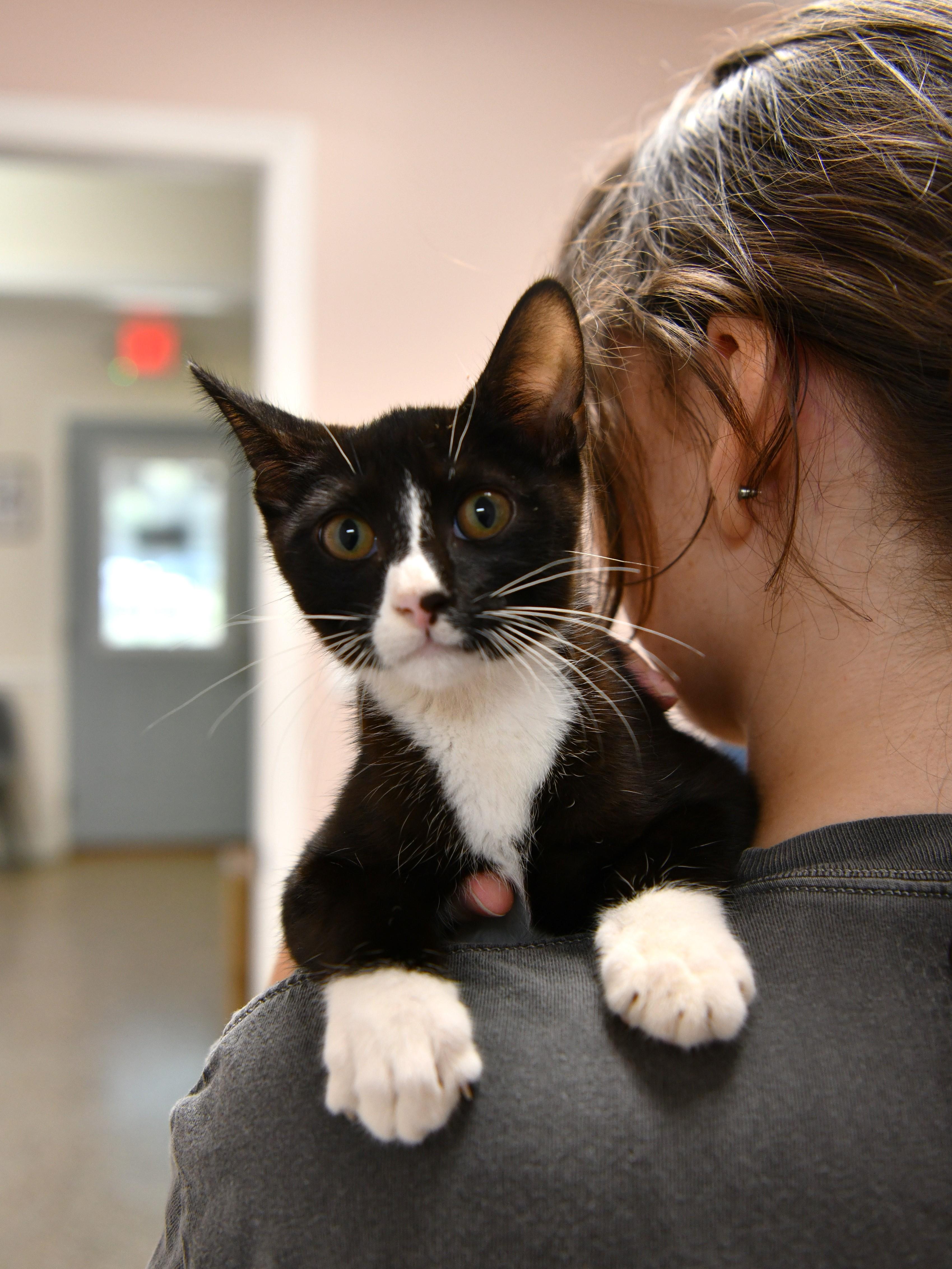 Eureka, Adoptable, Young Male Domestic Short Hair.